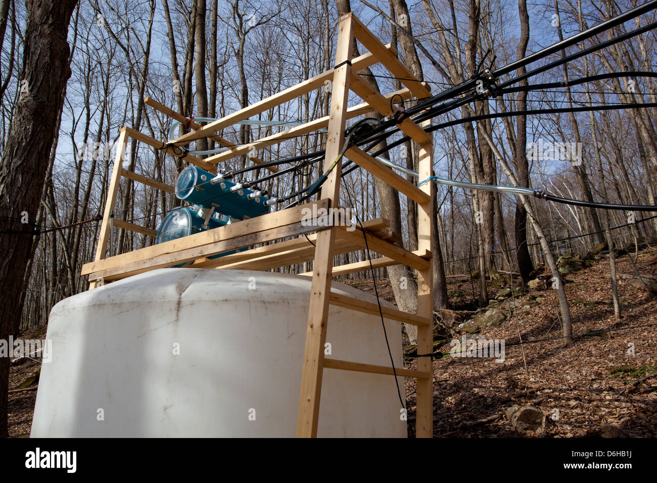 Maple Sap Being Tapped from Sugar Maple Trees and Sent via Tubes to ...