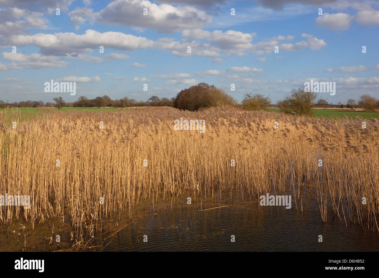 Scenic Reeds A scenic springtime landscape with canal and reed bed under a blue ...