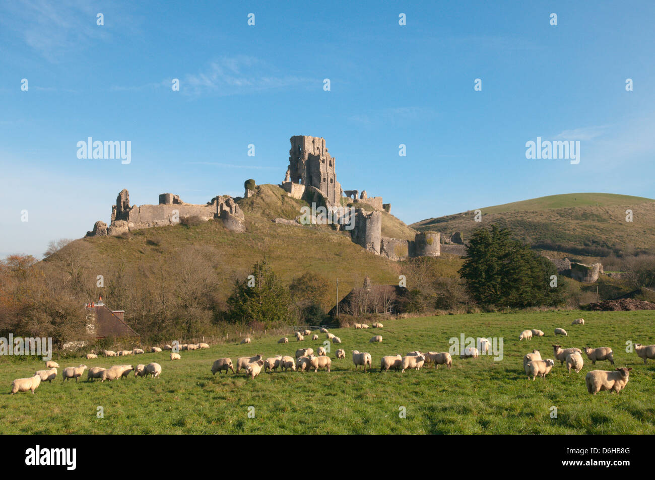 Corfe Castle, Dorset, UK. November. View from the west. Sheep in field. Stock Photo