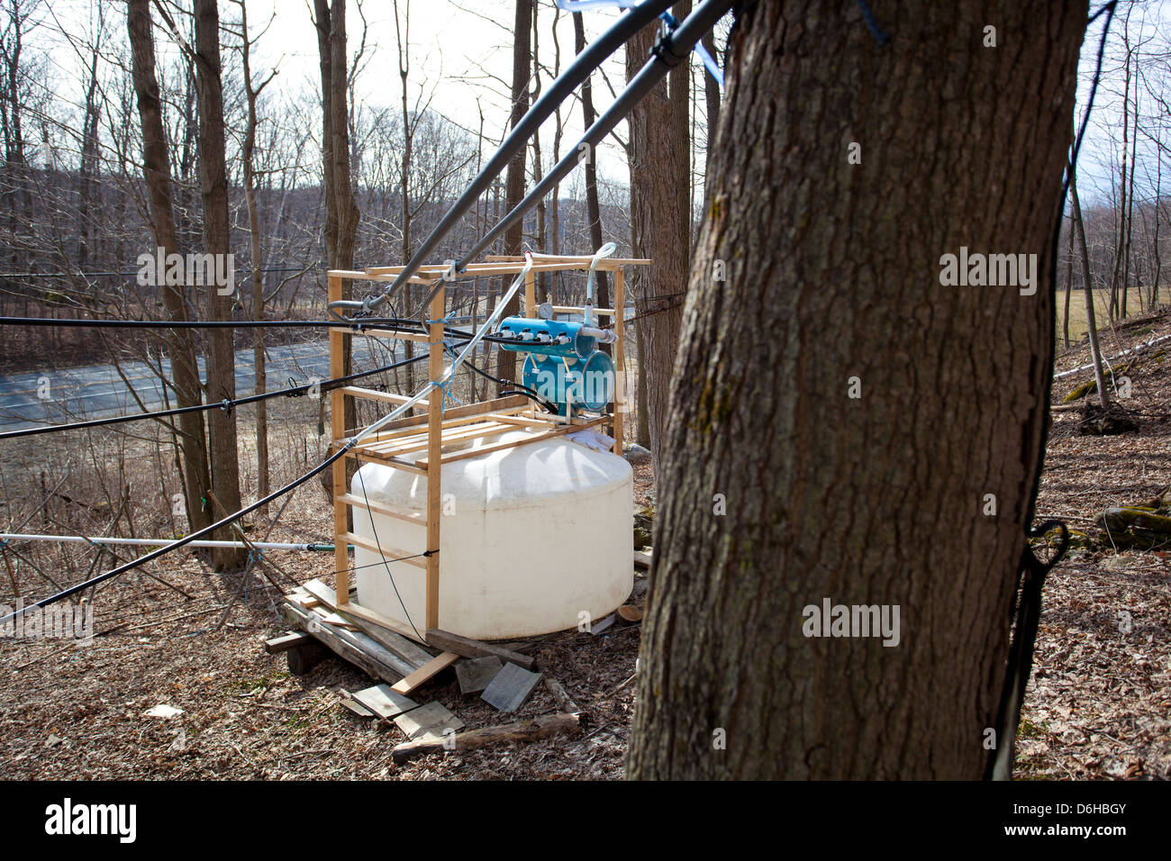 Maple Sap Being Tapped from Sugar Maple Trees and Sent via Tubes to ...