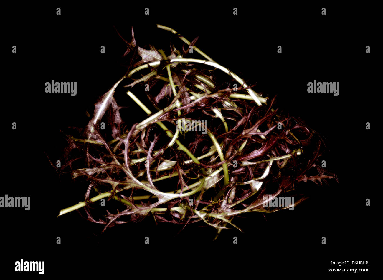 Mustard ruby streaks lettuce Stock Photo Alamy