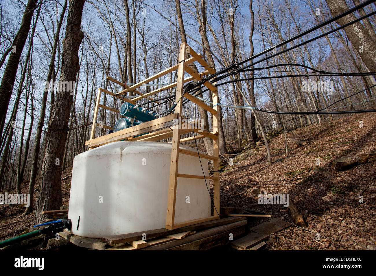 Maple Sap Being Tapped from Sugar Maple Trees and Sent via Tubes to ...