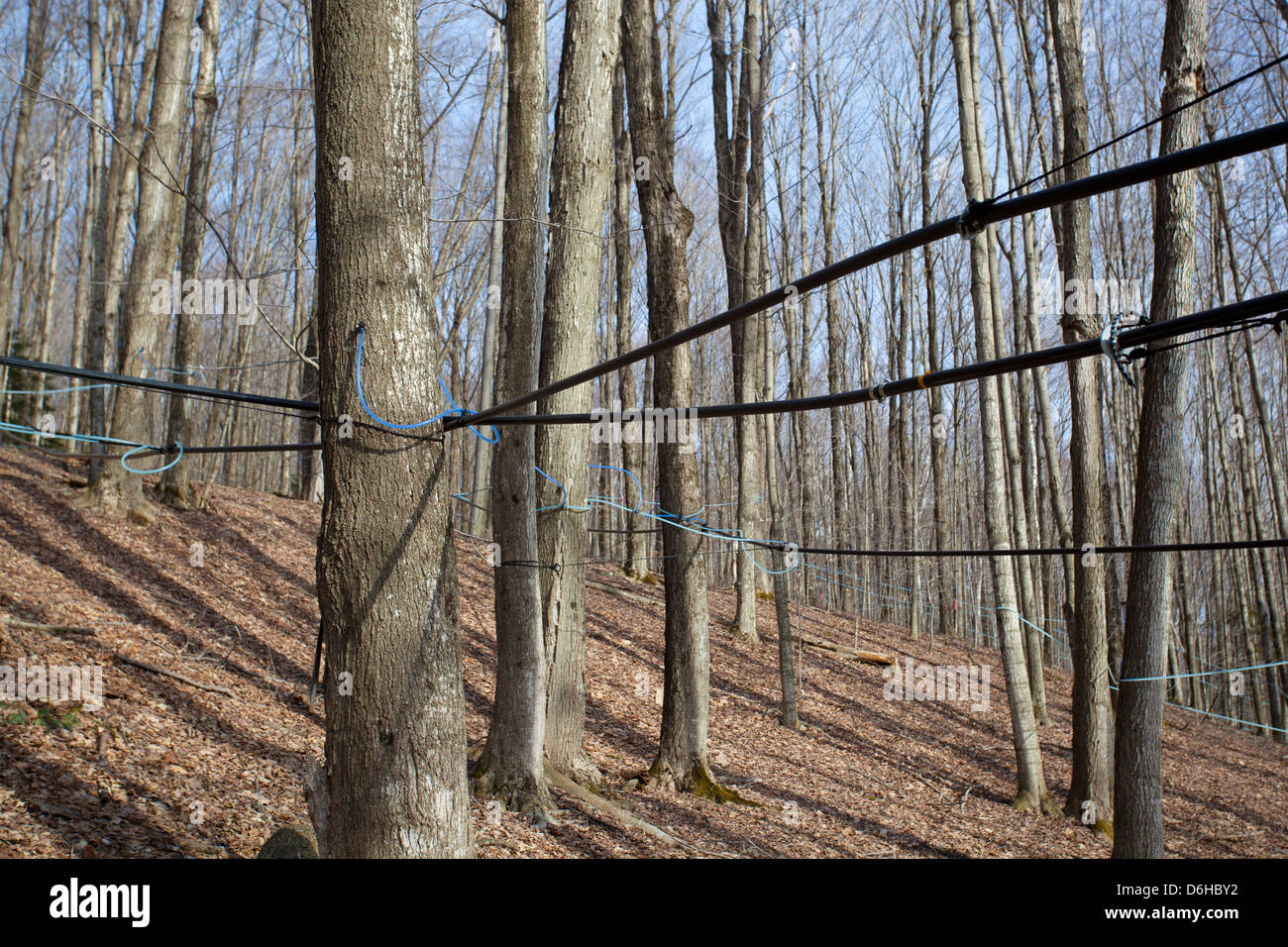 Maple Sap Being Tapped from Sugar Maple Trees and Sent via Tubes to ...