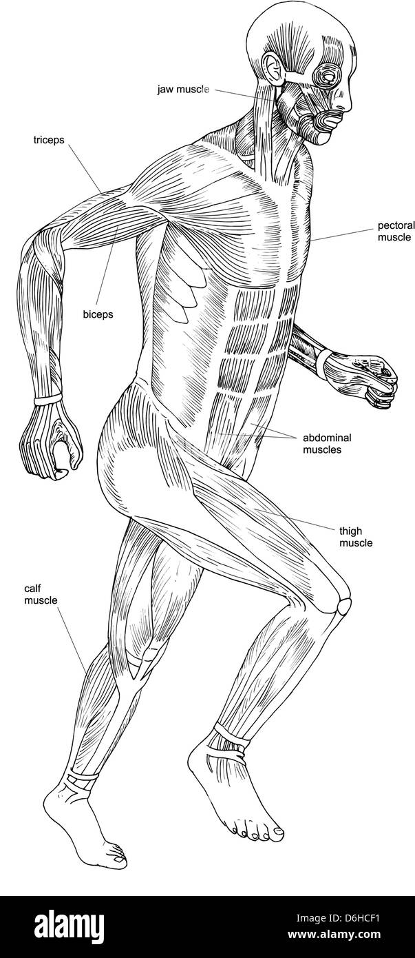 Body muscles anatomy Black and White Stock Photos & Images - Alamy