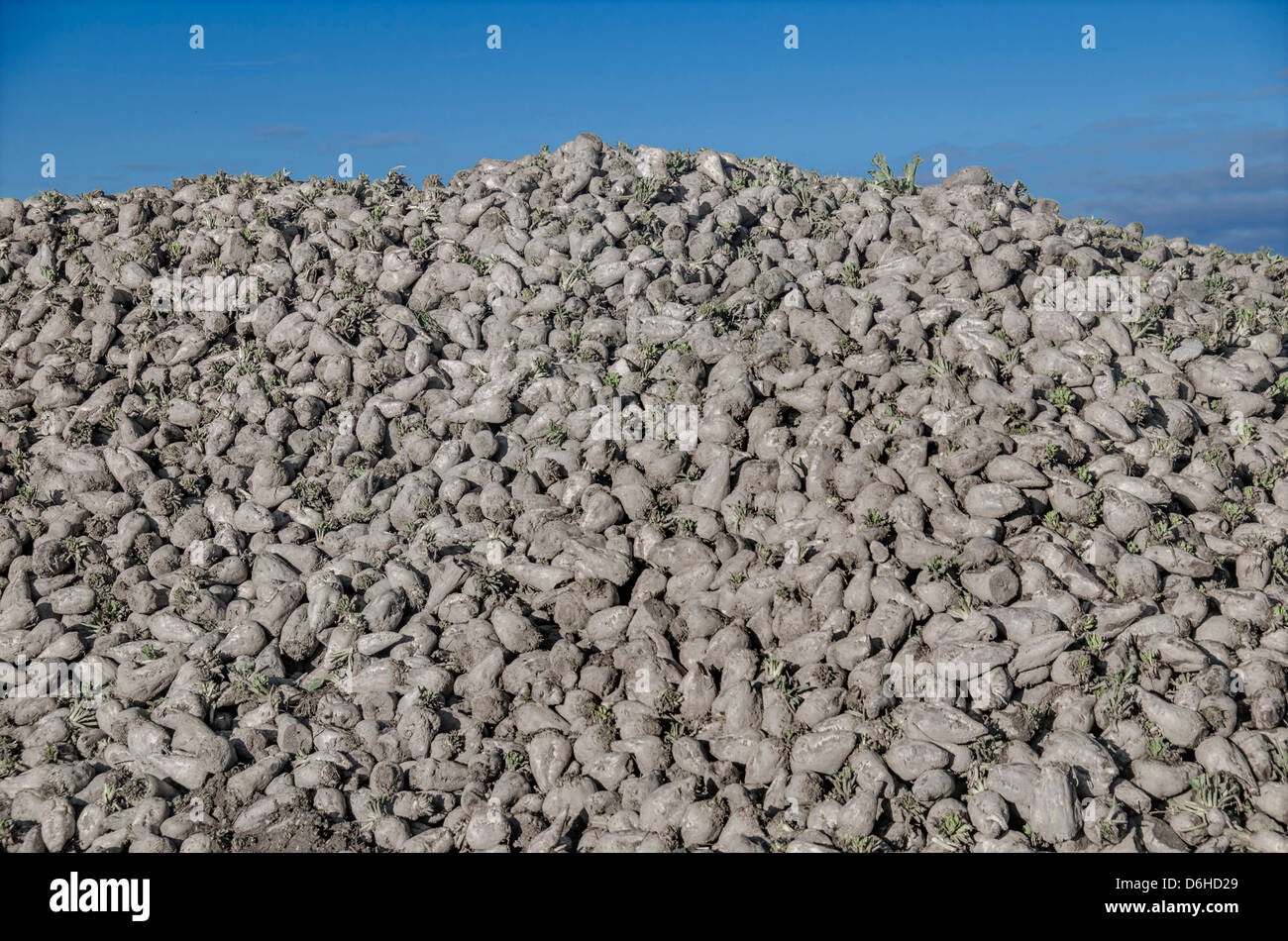 Sugar beet Stock Photo