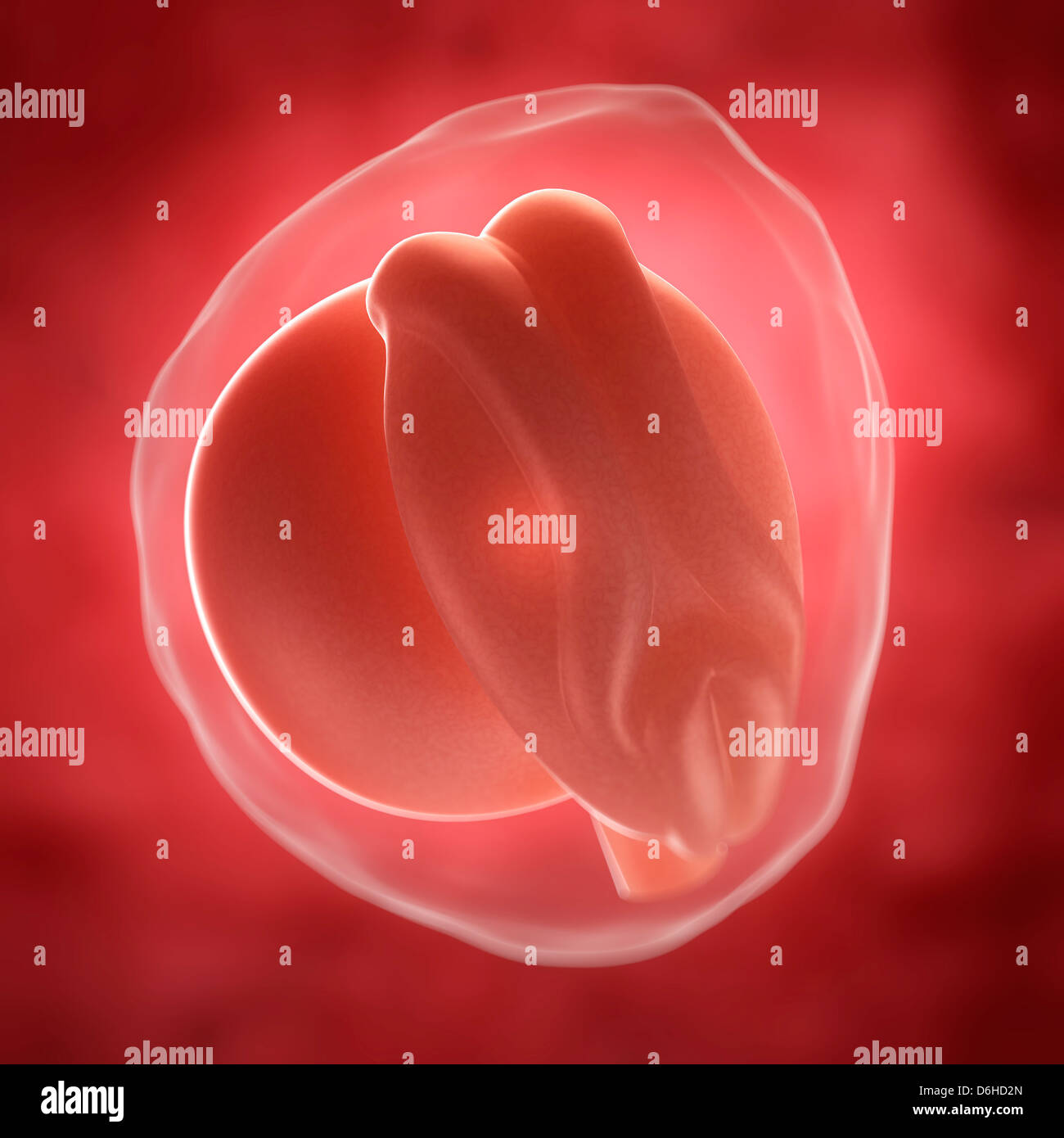 Human Embryo 3 Weeks