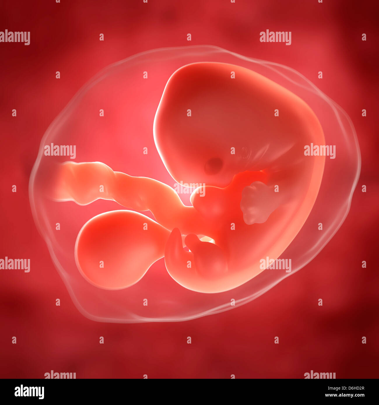Embryo at 5 weeks, artwork Stock Photo