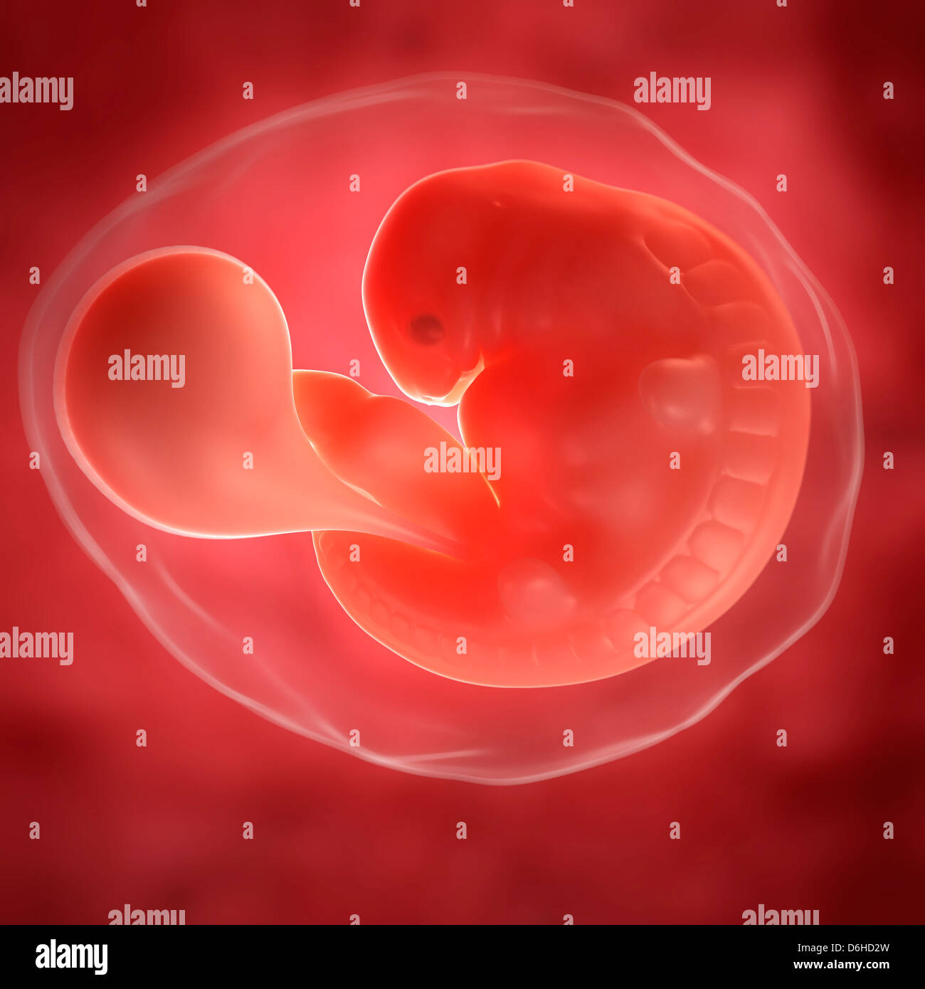 Foetus at 6 weeks, artwork Stock Photo