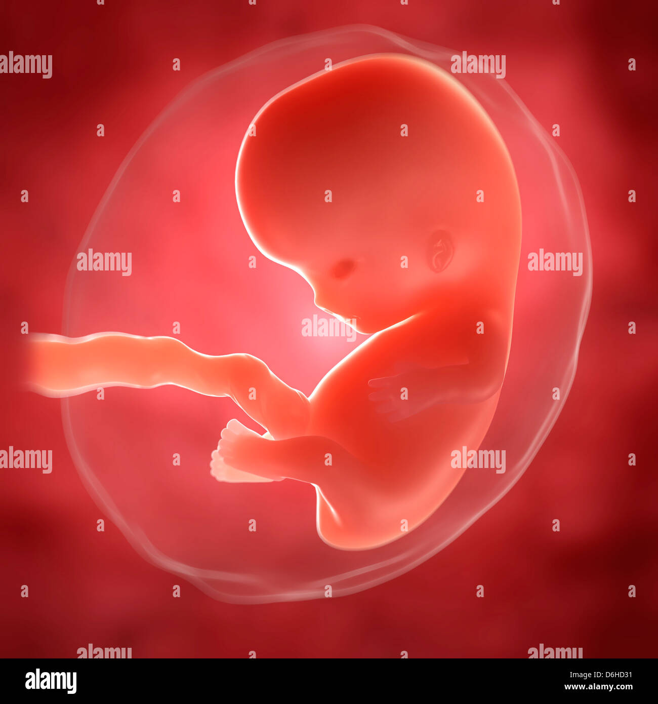 Foetus at 8 weeks, artwork Stock Photo
