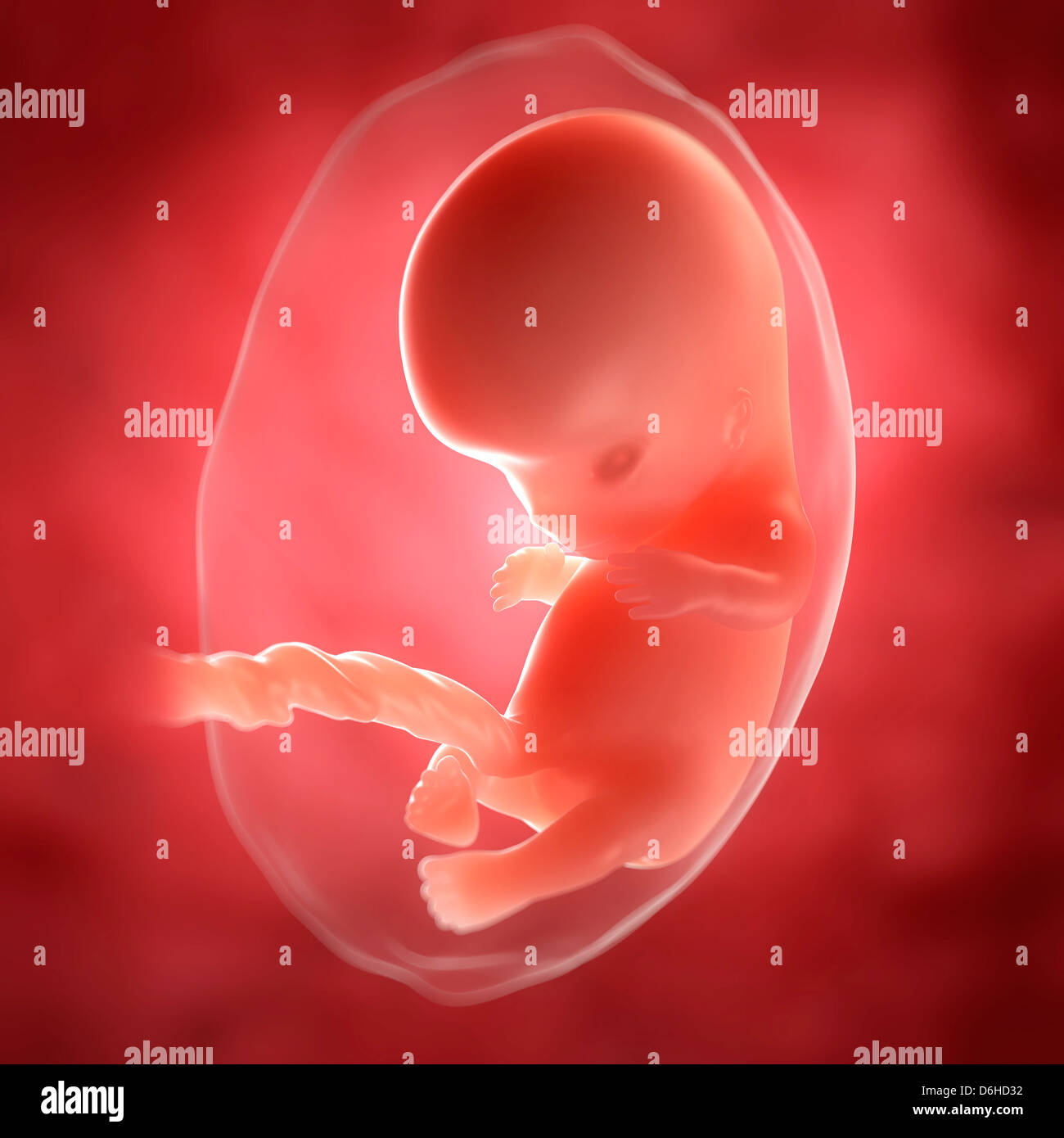 Foetus at 9 weeks, artwork Stock Photo