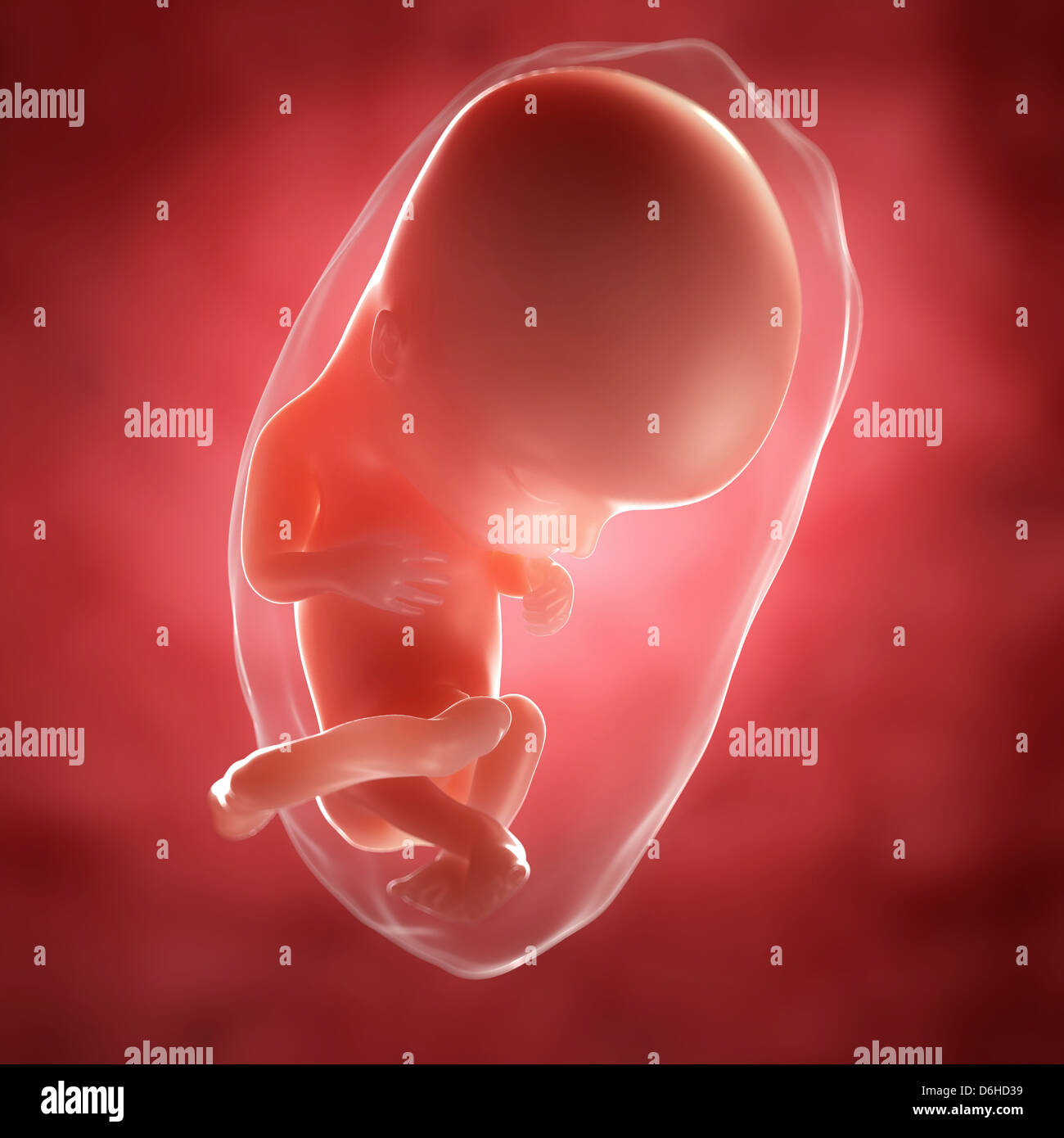 Aborted fetus 12 weeks