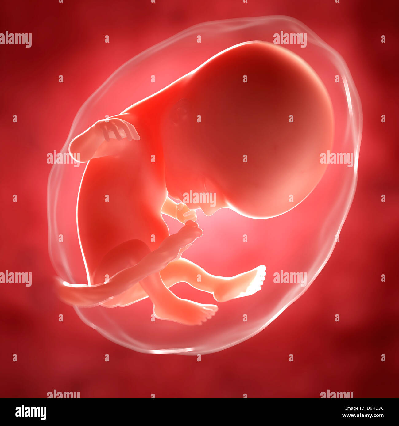 Foetus at 14 weeks, artwork Stock Photo