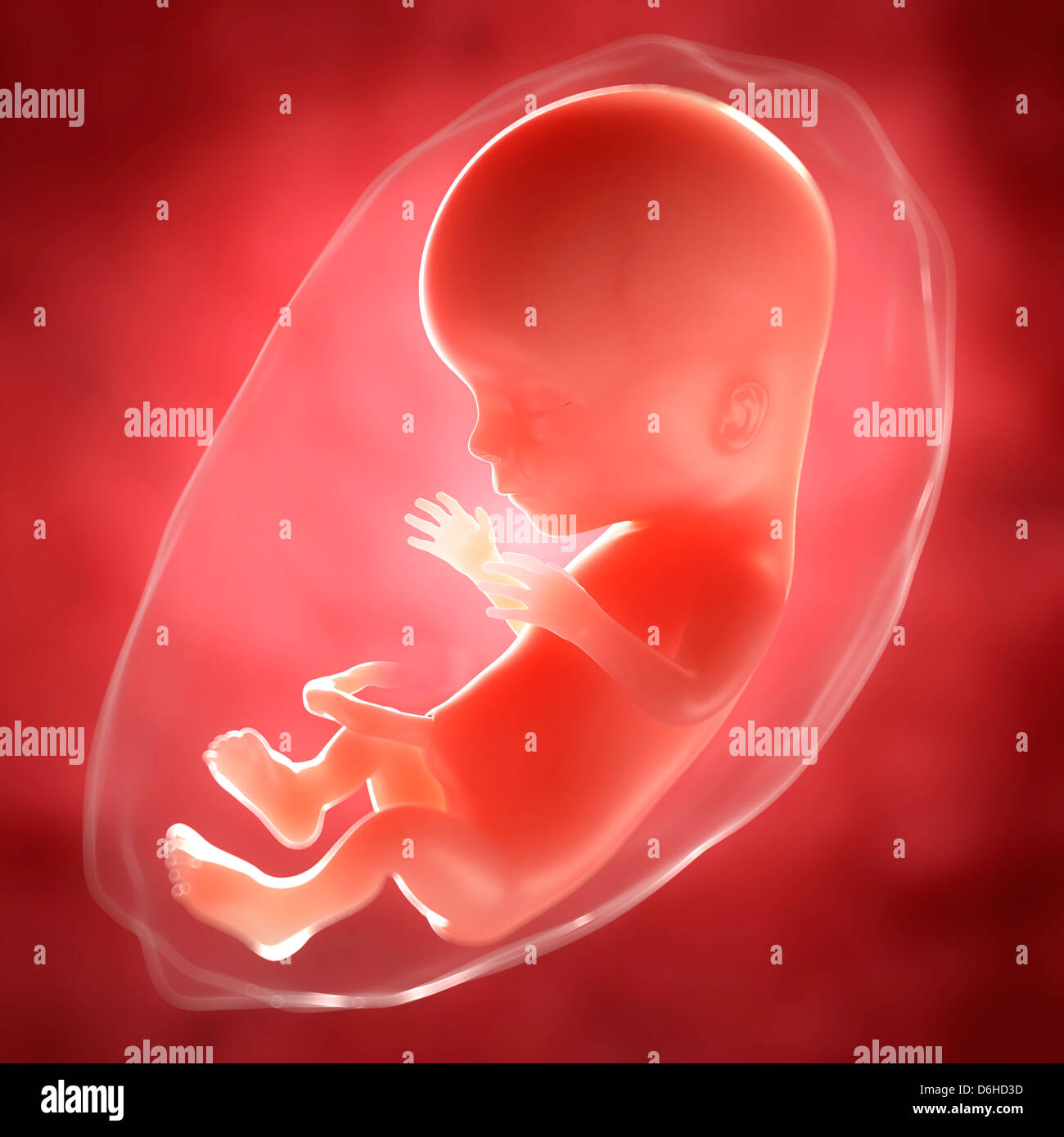 Foetus at 15 weeks, artwork Stock Photo