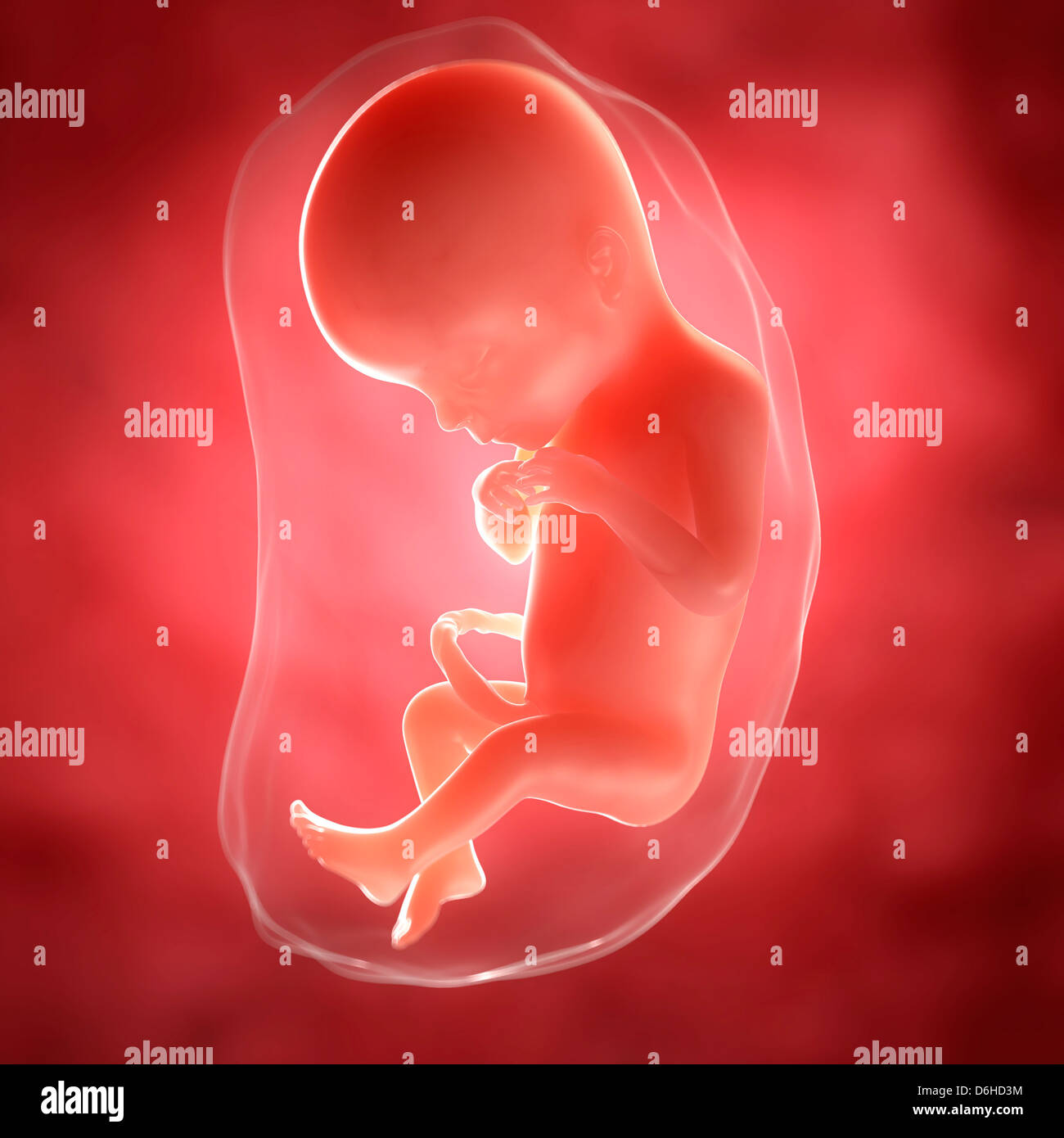 Foetus at 19 weeks, artwork Stock Photo Alamy Foetus at 19 weeks, artwork Stock Photo Alamy