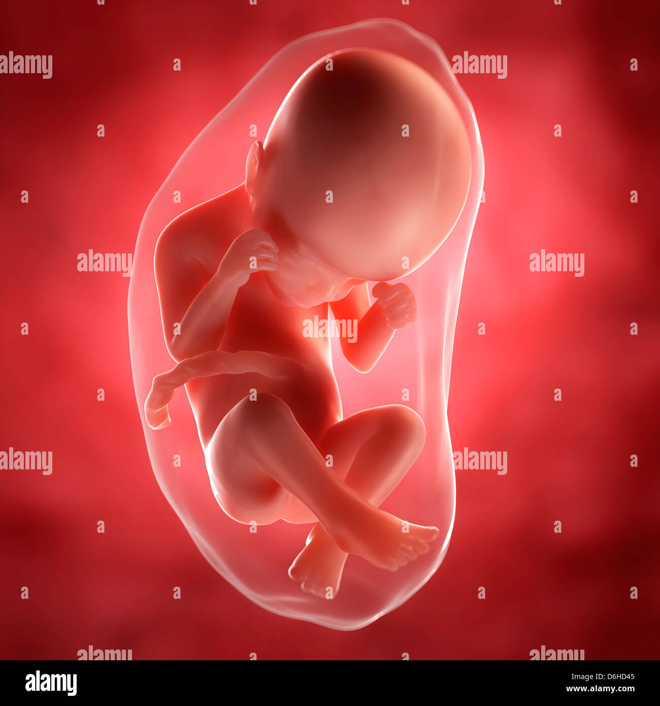 Fetus 24 weeks hires stock photography and images Alamy