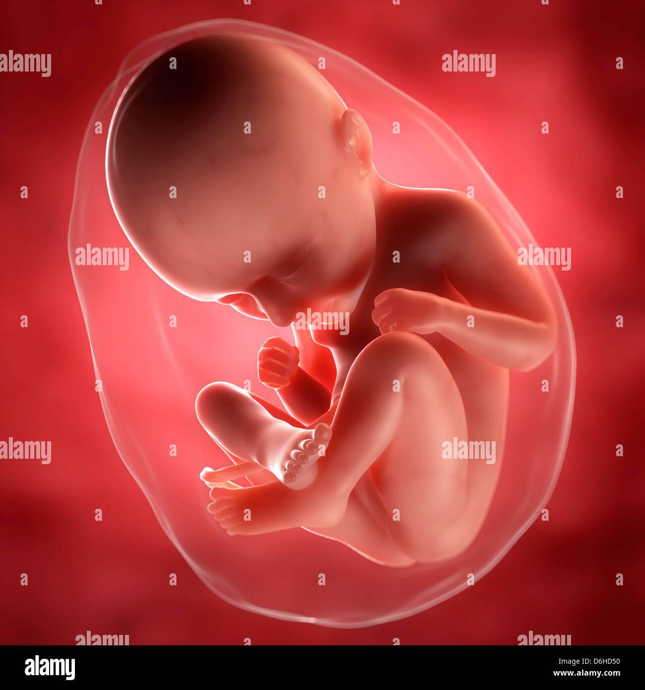 Foetus at 35 weeks, artwork Stock Photo