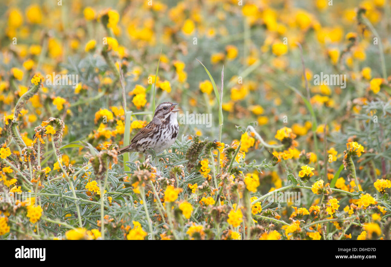 Song Sparrow Singing in a Field of Fiddlenecks wildflowers Stock Photo
