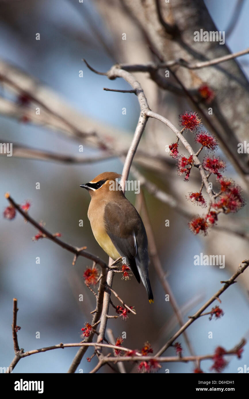 Cedar Waxwing bird Stock Photo - Alamy