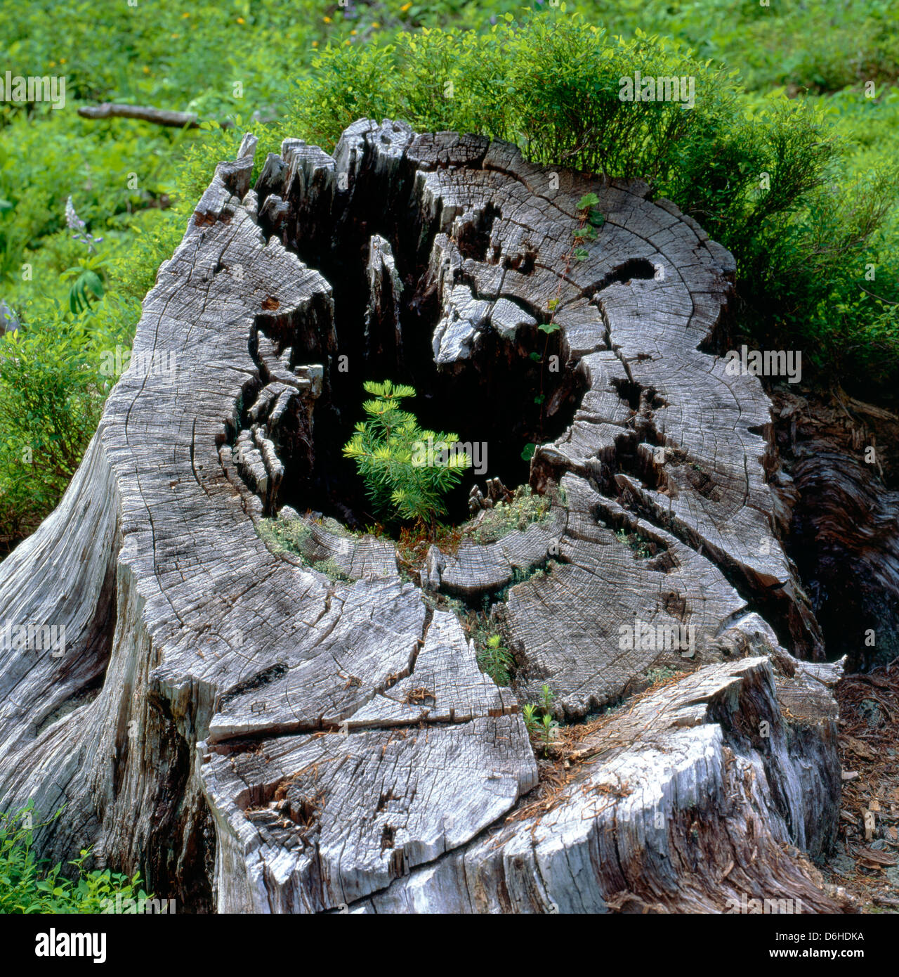 Regeneration of forest, a sapling growing in an old tree trunk, Pasayten Wilderness, Pacific Crest Trail, North Cascades, WA Stock Photo