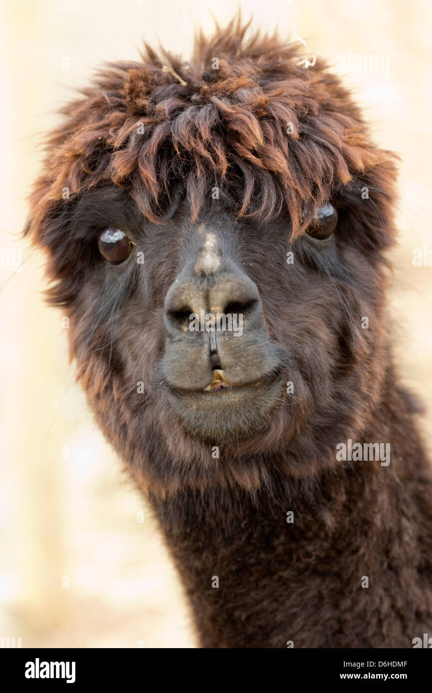 A very cute Alpaca on an Alpaca farm at Husthwaite in North Yorkshire