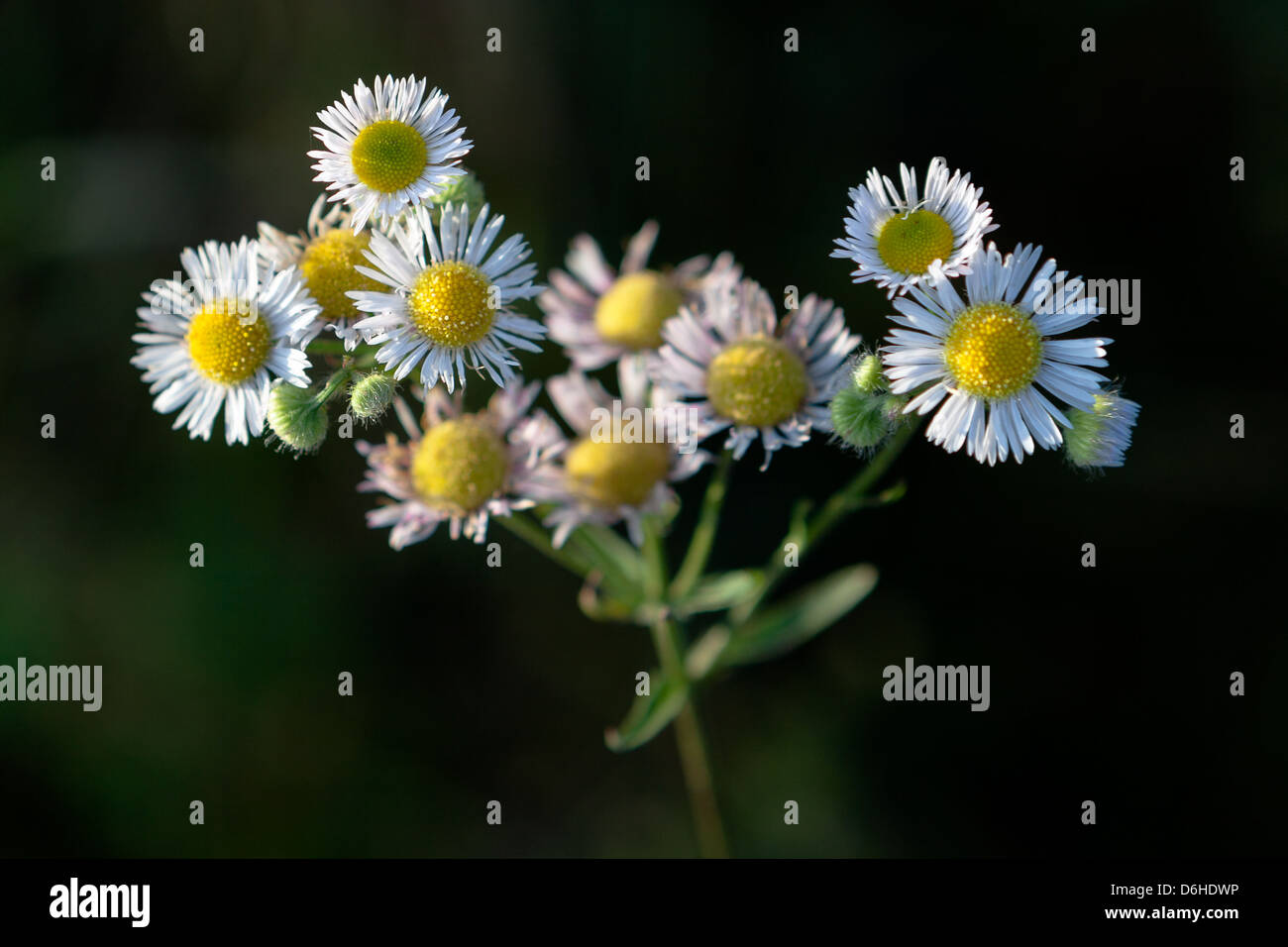 Eastern Daisy Fleabane, a type of aster, in early morning light along the Mountain to Sea Trail and the Blue Ridge Highway in western North Carolina. Stock Photo