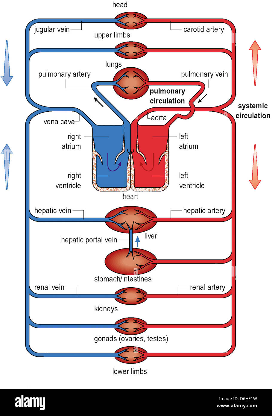 Systemic Circulation Flow Chart