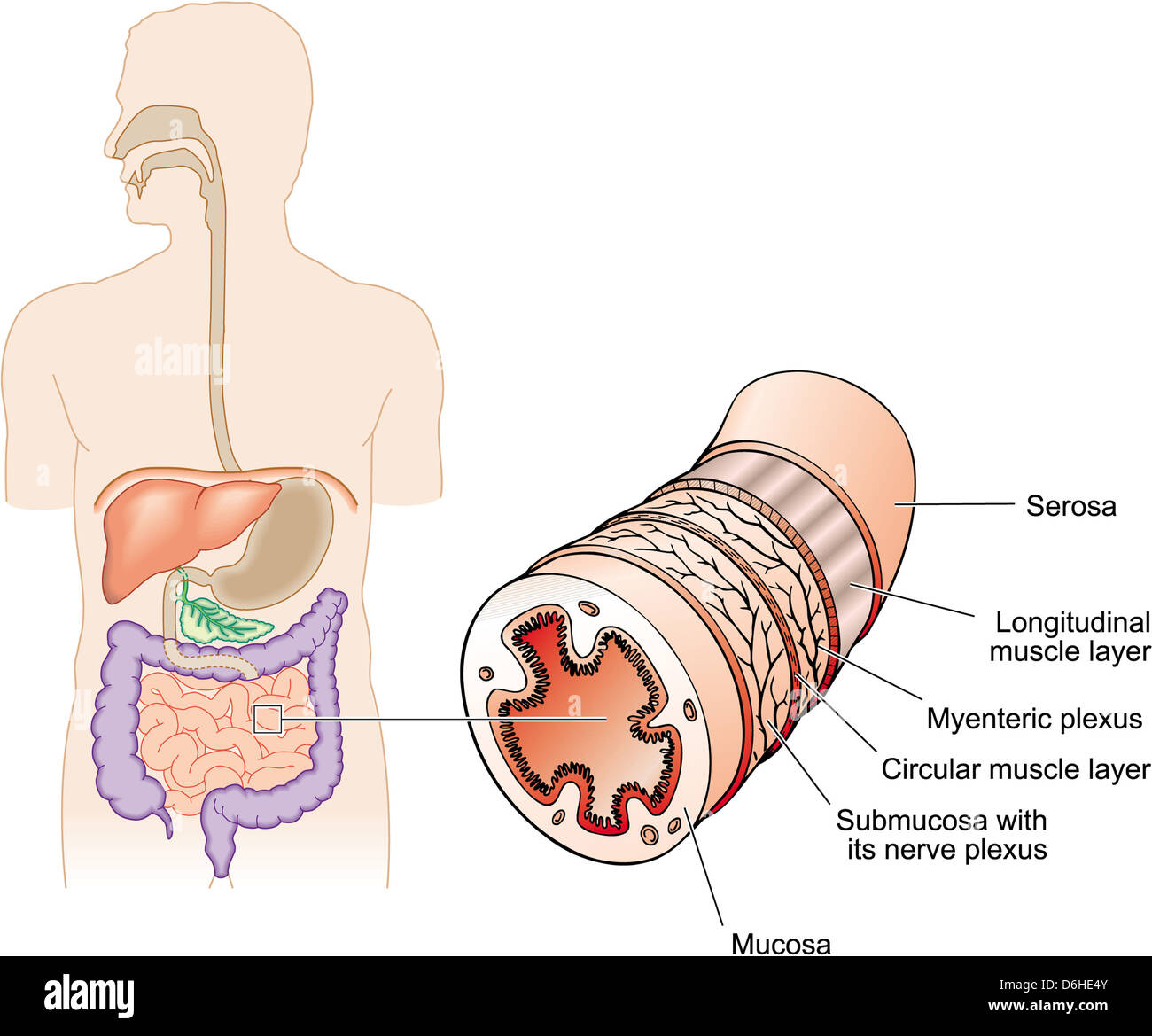 Chyme hi-res stock photography and images - Alamy