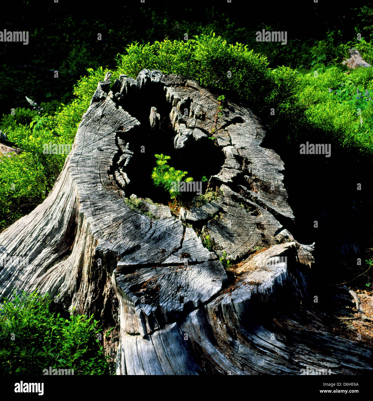 Regeneration of forest, a sapling growing in an old tree trunk, Pasayten Wilderness, Pacific Crest Trail, North Cascades, WA Stock Photo