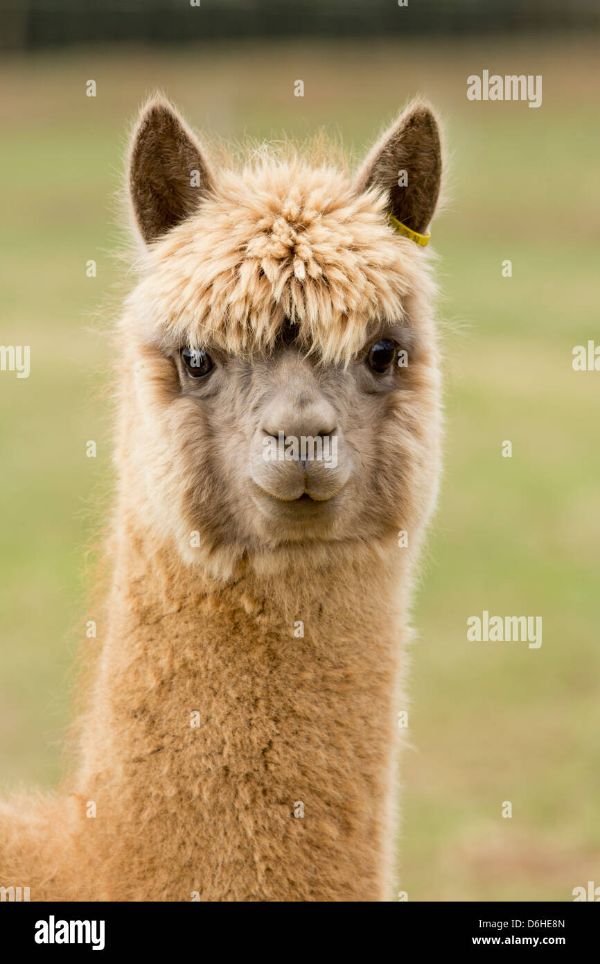 A very cute Alpaca on an Alpaca farm at Husthwaite in North Yorkshire, UK Stock Photo