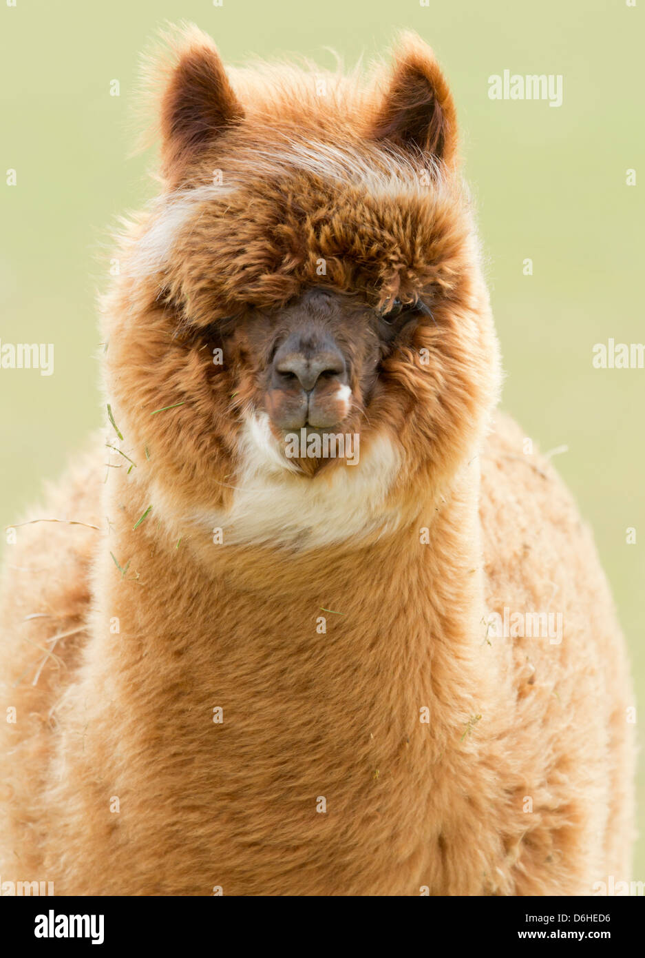 A very cute Alpaca on an Alpaca farm at Husthwaite in North Yorkshire