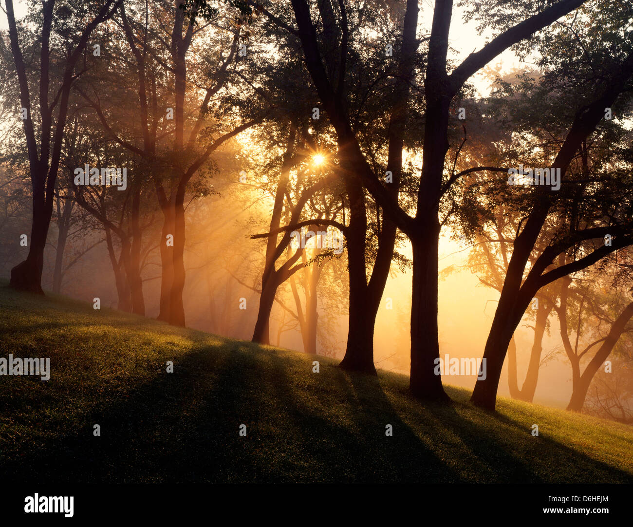 Mystical sunrise through morning fog & trees, Brandywine Historical