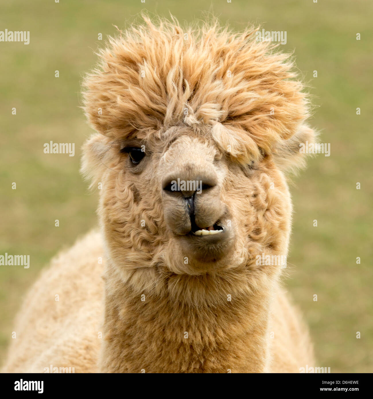 Alpaca with a comical expression, on an Alpaca farm at Husthwaite in North Yorkshire, UK. Stock Photo