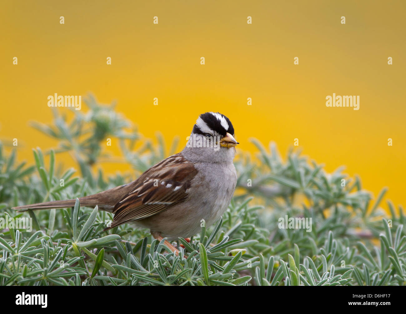 Sparrow Insect White crowned Sparrow Insect in Beak Stock Photo - Alamy