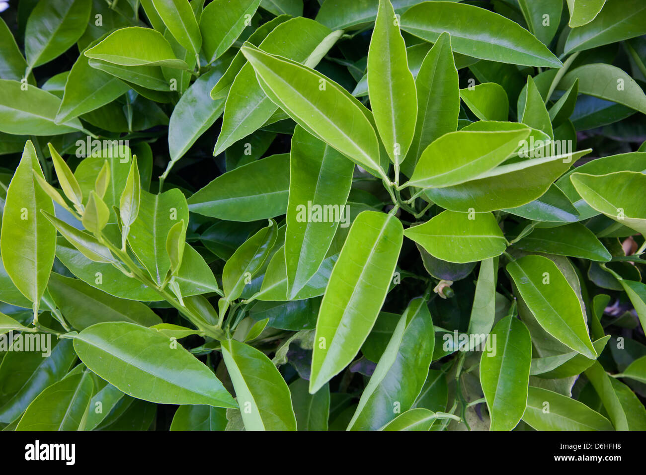 Leaves of orange tree 'Citrus sinensis'. Stock Photo