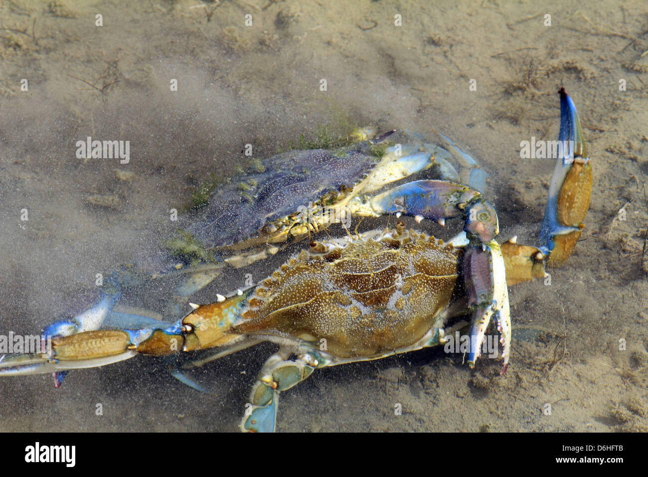 Blue crab, fighting, Blue crabs fighting Stock Photo