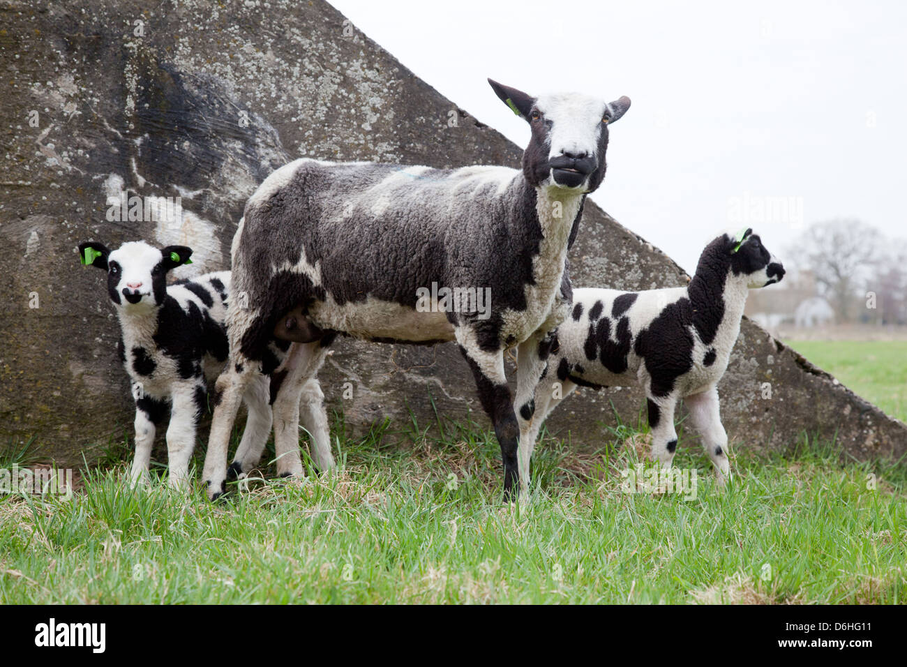 sheep with two lambs in meadow near bunker Stock Photo - Alamy