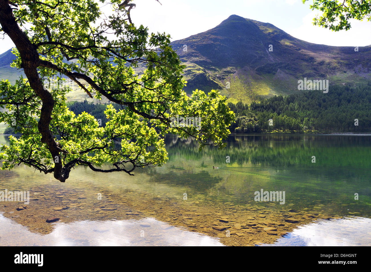 A tree overhanging Buttermere in the Lake District National Park, Cumbria UK Stock Photo