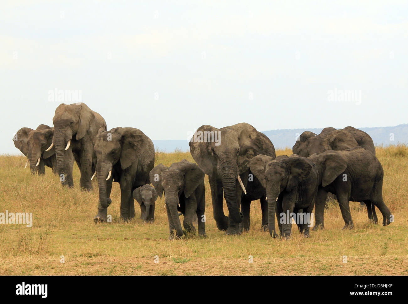 African Elephant Family (Loxodonta Africana) Approaching on Savannah, Serengeti, Tanzania Stock Photo