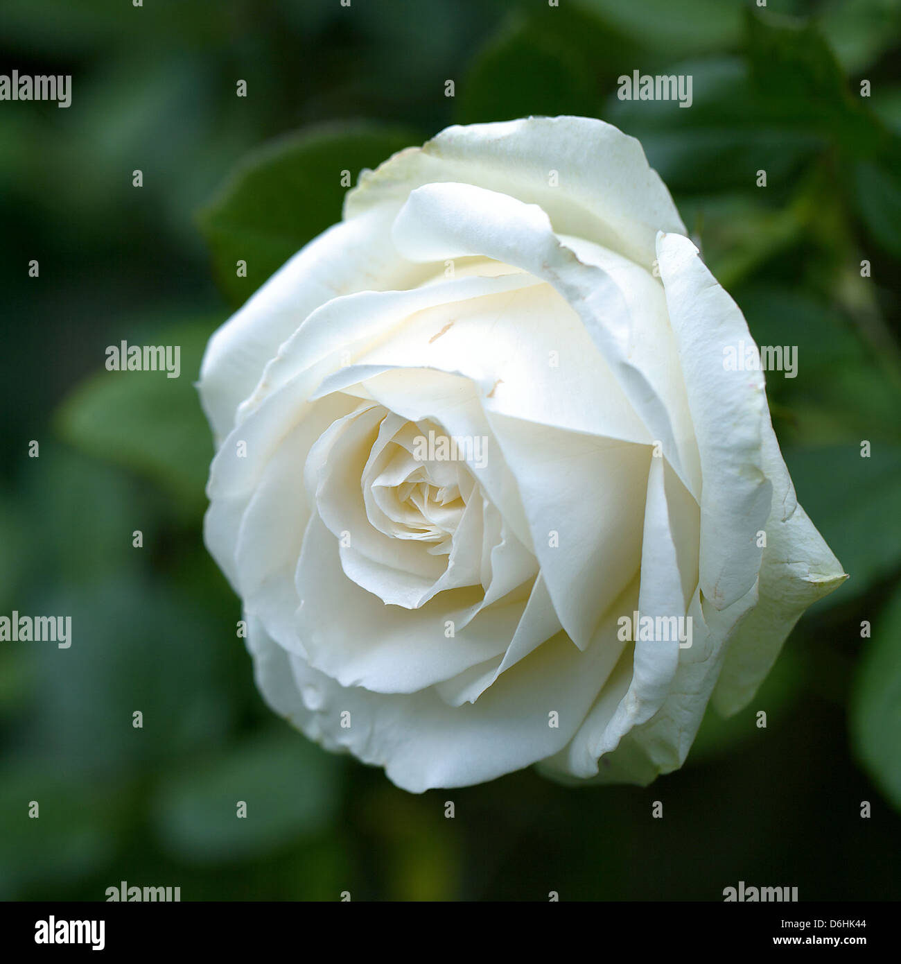 White rose in the garden Stock Photo - Alamy