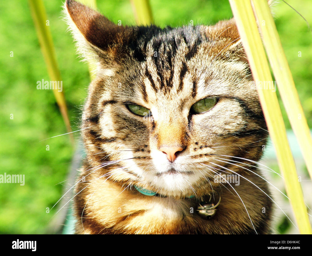 Tabby cat in Garden Stock Photo - Alamy