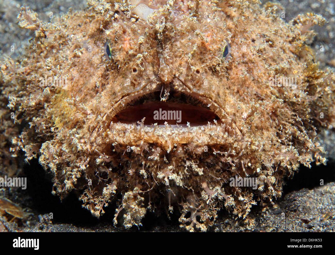 Close-up of Hairy Frogfish (Antennarius Striatus), Lembeh Strait, Indonesia Stock Photo