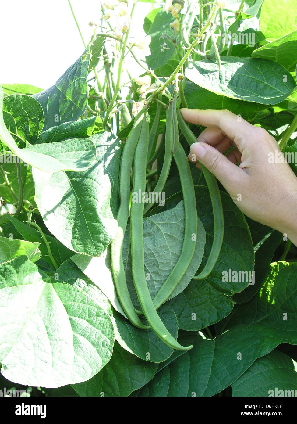 picking runner beans Stock Photo Alamy