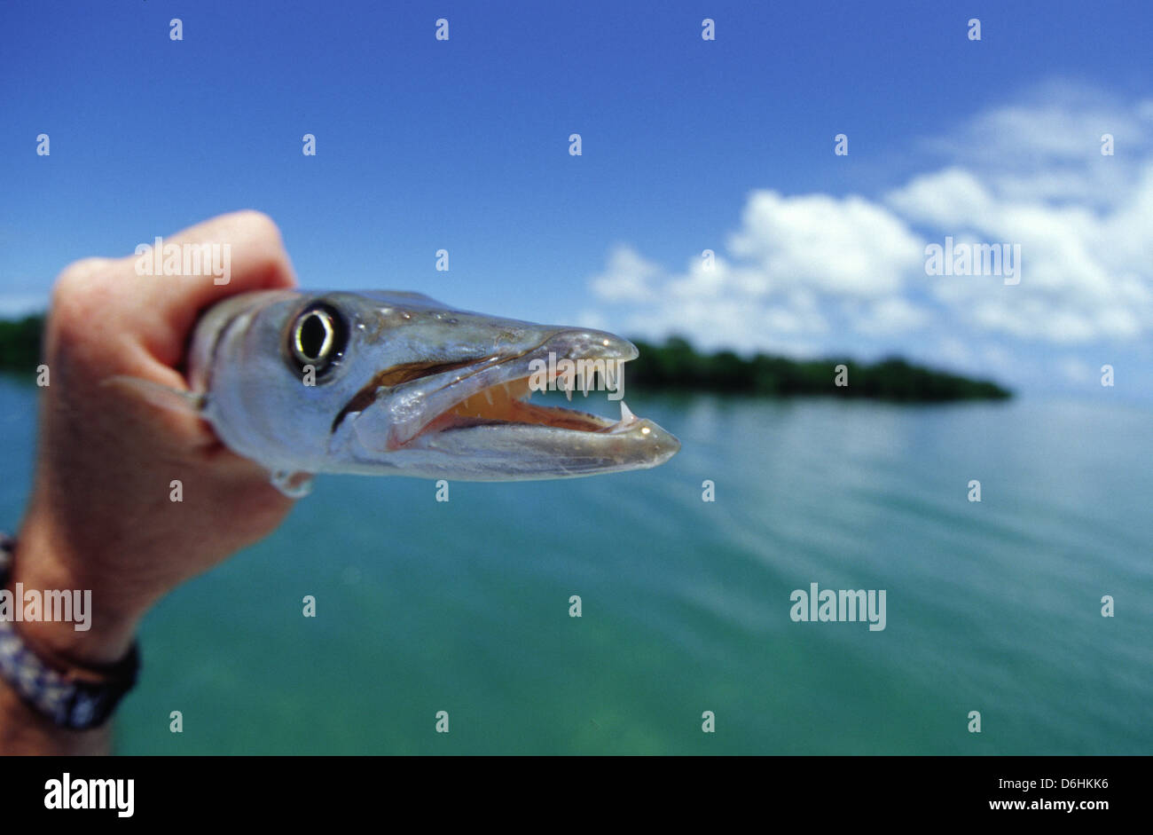 A baby great barracuda (Sphyraena barracuda) in Key West Florida Keys Stock  Photo - Alamy