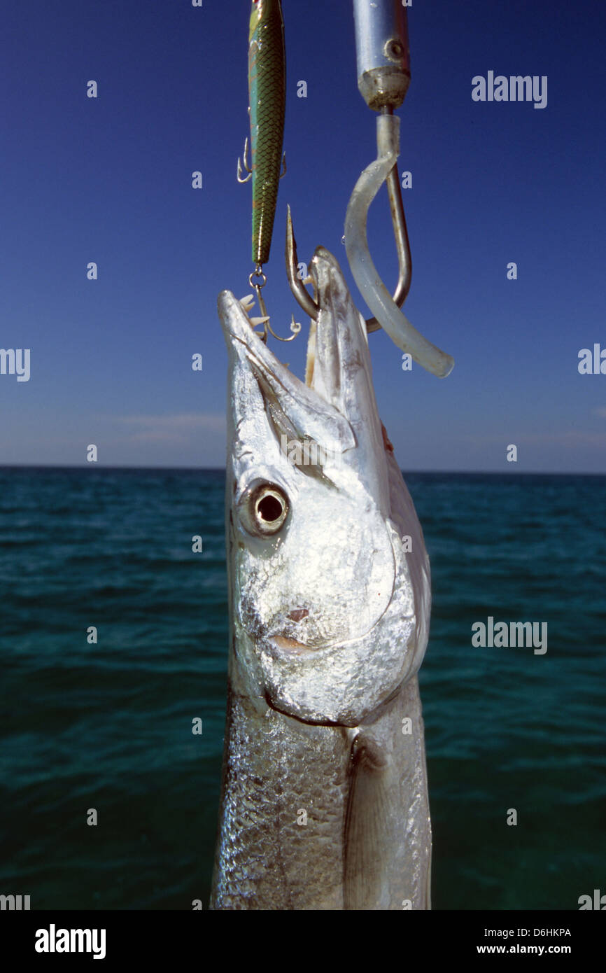 A great barracuda (Sphyraena barracuda) held with a gaff and caught in Key  West Florida Keys Stock Photo - Alamy