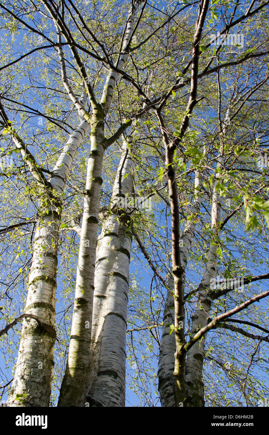 silver birch trees coming into leaf Stock Photo
