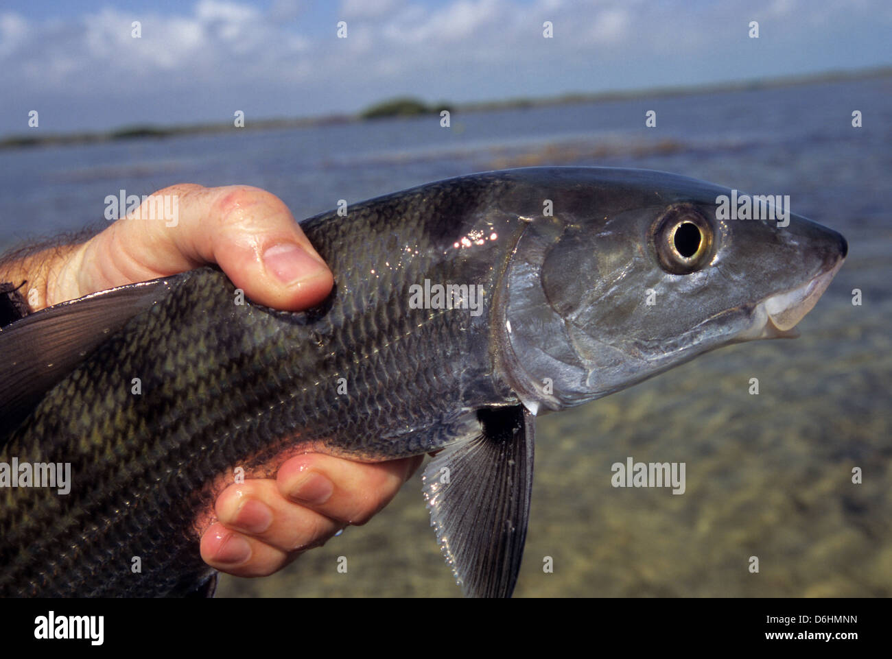 Fly fishing flies used for bonefish in Ascension Bay Yucatan Quintana Roo  Mexico Stock Photo - Alamy