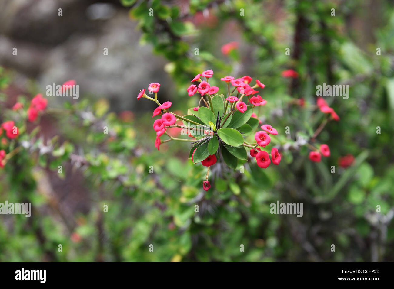 Euphorbia milii var splendens Stock Photo