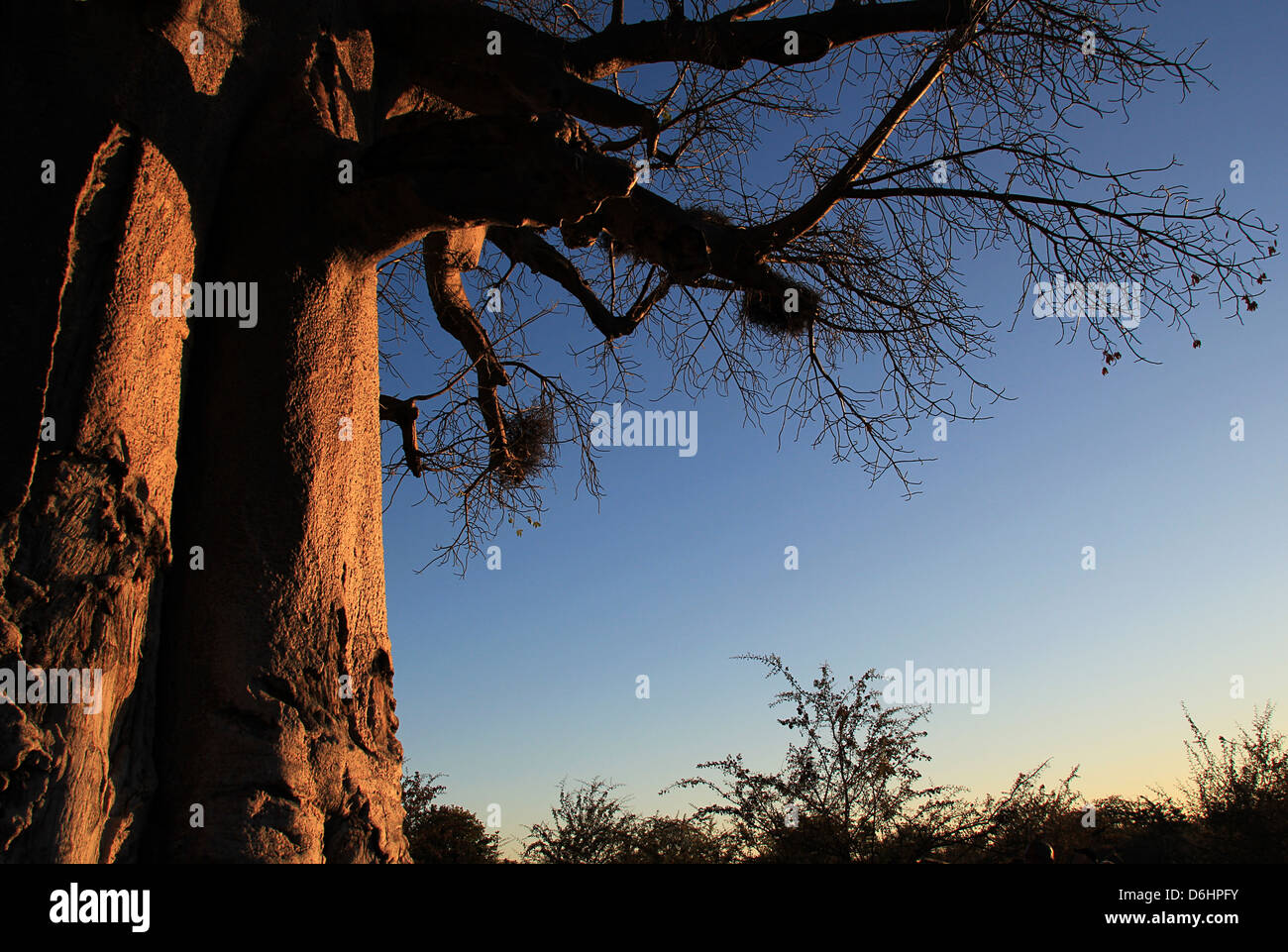 Baobab Tree, Makgadikgadi Pans, Botswana Stock Photo