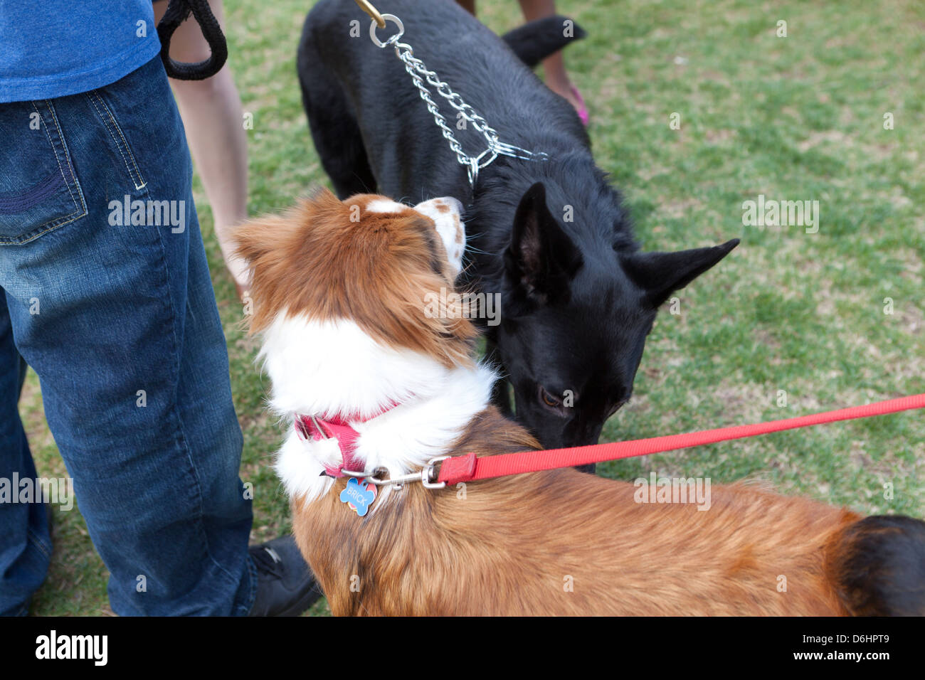 Two dogs sniffing each other Stock Photo