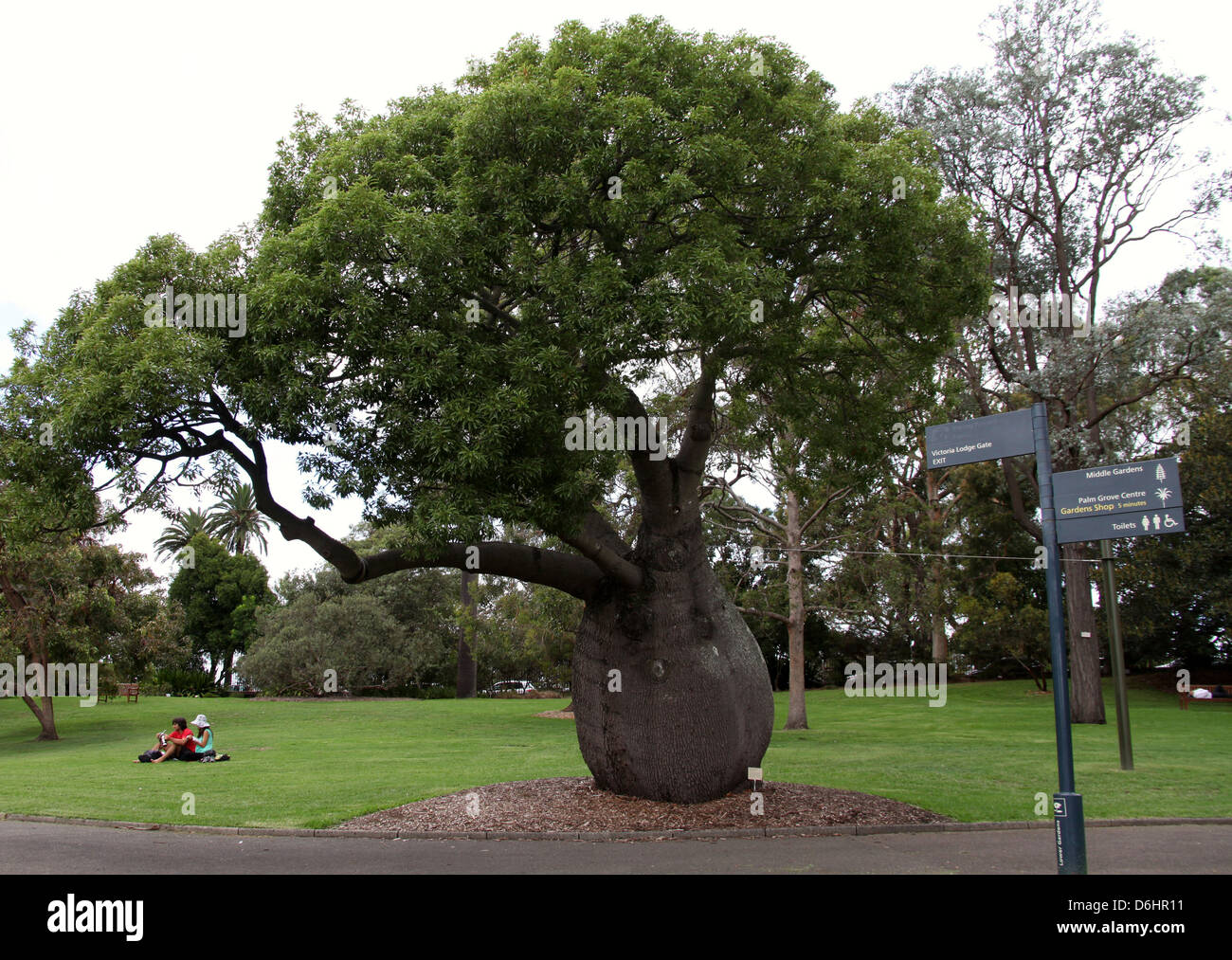 Australian Bottle Tree, Queensland Bottle Tree, Brachychiton Rupestris, beautifully sculptural
